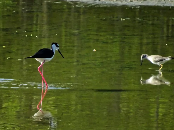 黑色和白色沼泽鸟 — 图库照片