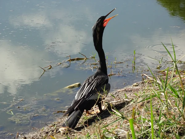 Zwarte moerasvogel aan de kust — Stockfoto