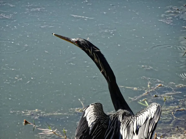 Zwarte moerasvogel aan de kust — Stockfoto