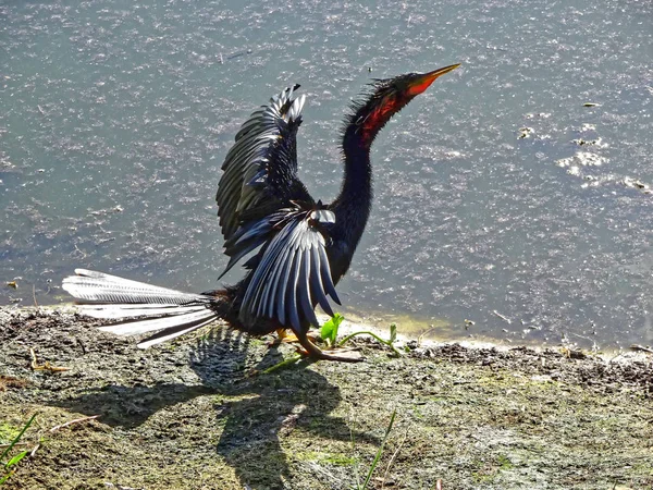 海岸の黒い沼の鳥は — ストック写真