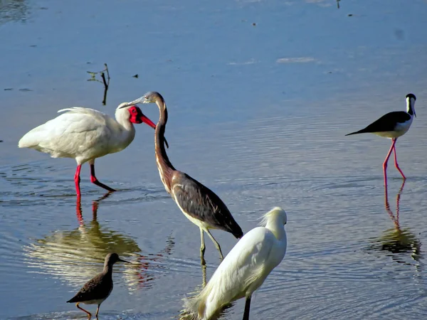 佛罗里达州的各种沼泽地鸟类 — 图库照片