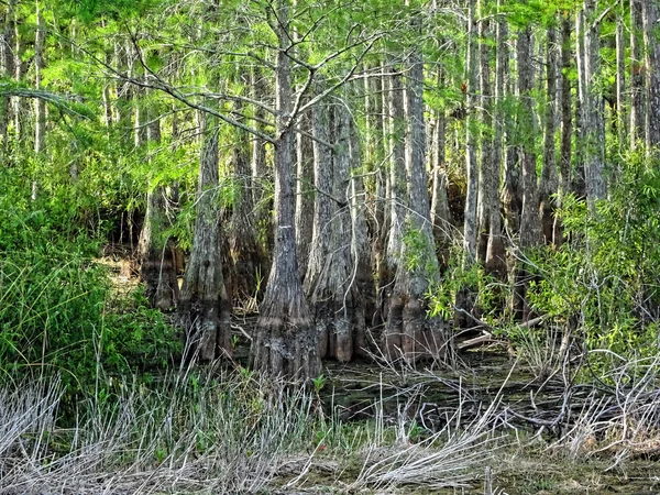 Swamp scene with cypress tree — Stock Photo, Image