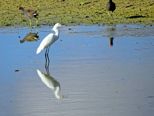 Fehér havas egret Floridában mocsár — Stock Fotó