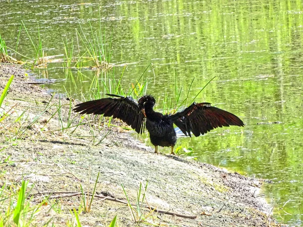 Zwarte moerasvogel aan de kust — Stockfoto