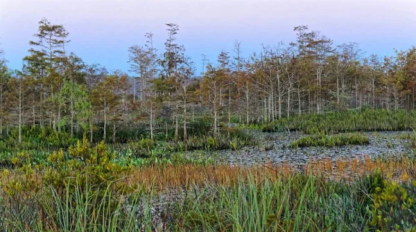 Autumn foliage in a cypress swamp — Stock Photo, Image