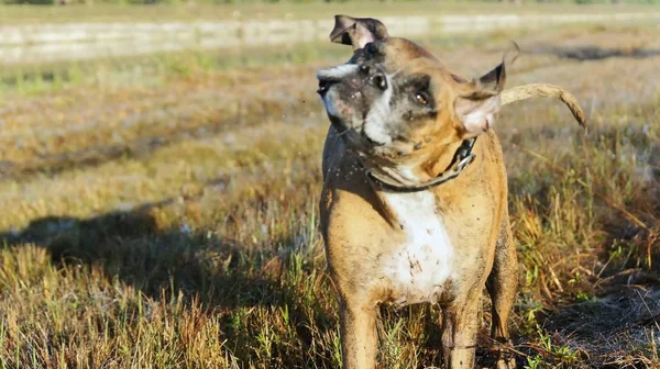 Hund macht lustige Gesichter im herbstlichen Feuchtgebiet — Stockfoto