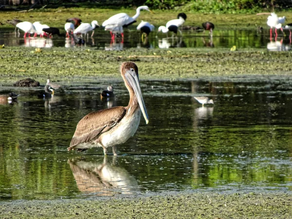 Красивые смешные коричневые болота пеликан — стоковое фото