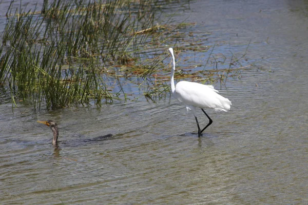 Egret och skarv simmar i träsk — Stockfoto