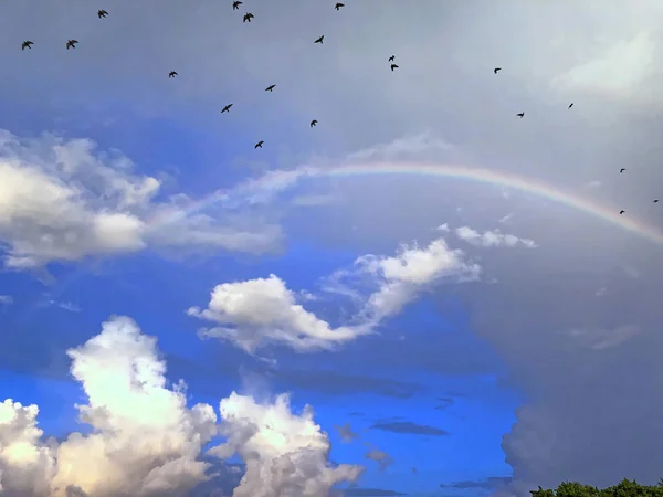 Vögel fliegen am Strand über den Regenbogen — Stockfoto
