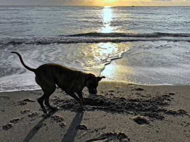 Köpek şafakta okyanusta oynar.