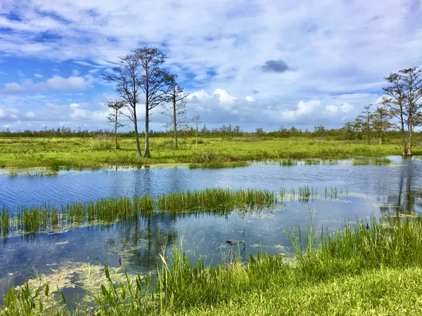 Louisiana cipres moeras en rivier — Stockfoto