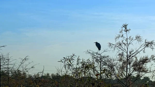 Osprey всмоктується в кипарисовому дереві — стокове фото