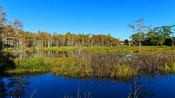 Herbstliche Sumpflandschaft — Stockfoto