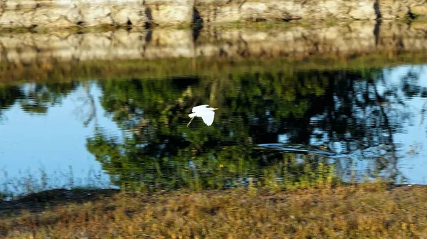 Héron blanc sur la rivière dans les marais — Photo