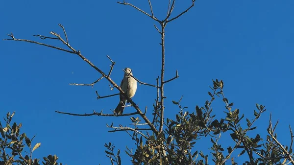 Ospreia empoleirada em cipreste — Fotografia de Stock