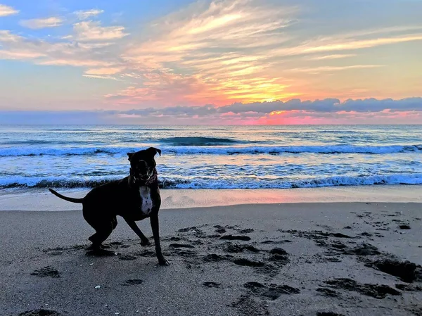 Hund spielt im Morgengrauen im Meer — Stockfoto