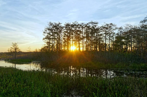 Птах сидить на дереві під час заходу сонця у Флоридському болоті. — стокове фото