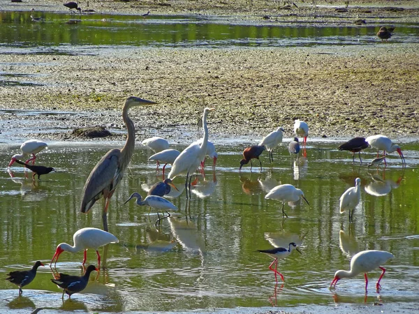 Assorted swamp birds in Florida — Stock Photo, Image