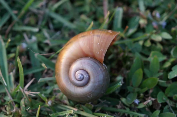 풀 위에 있는 달팽이 껍데기 — 스톡 사진
