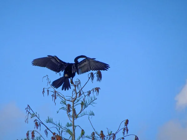 Uccello nero che allarga ali — Foto Stock