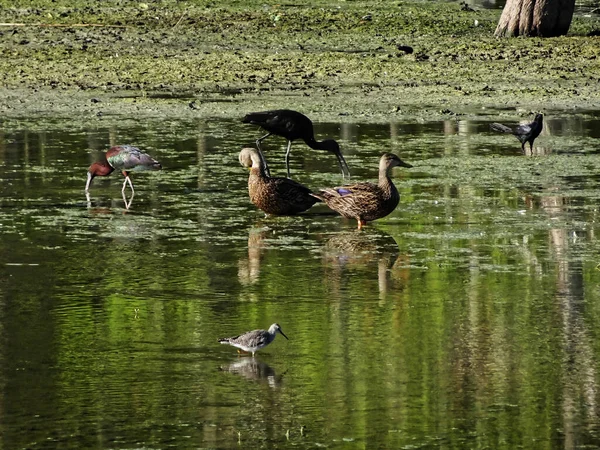 Par de patos en el pantano de Florida — Foto de Stock