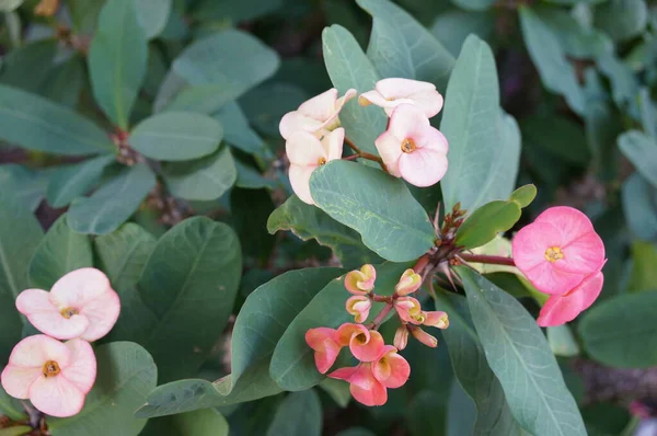 Dornenkrone - Euphorbia milii rosa Blüten — Stockfoto