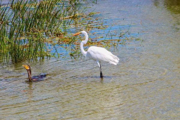 Egret och skarv simmar i träsk — Stockfoto