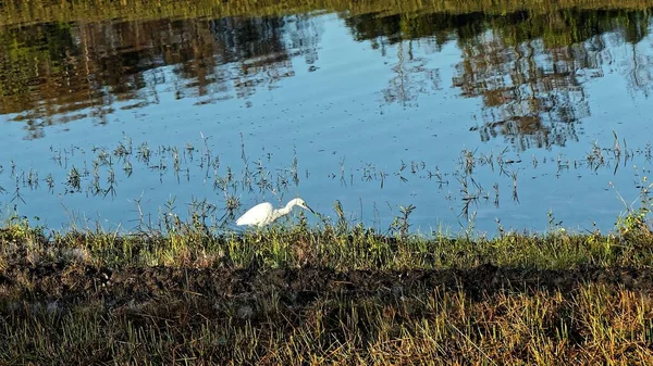 Garza blanca en el río en el pantano — Foto de Stock