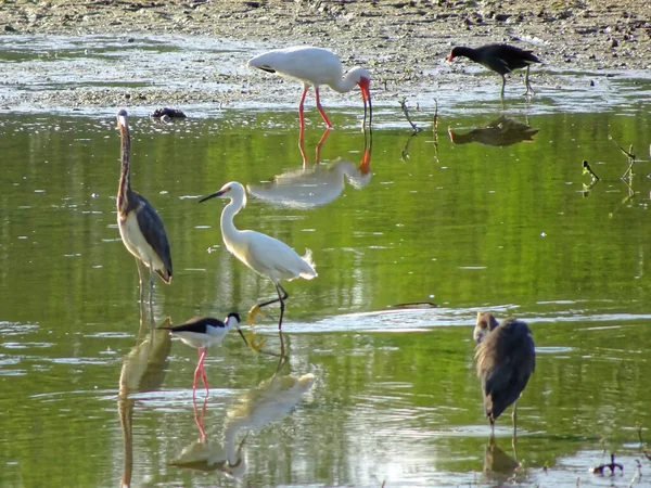 佛罗里达州的各种沼泽地鸟类 — 图库照片