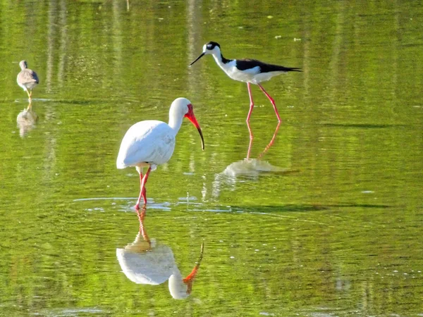 Fehér ibiszek állománya a flordai mocsárban — Stock Fotó