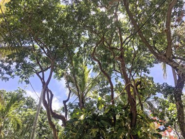 Tropiklerde canlı ve fırtınalı bir gün batımı. 