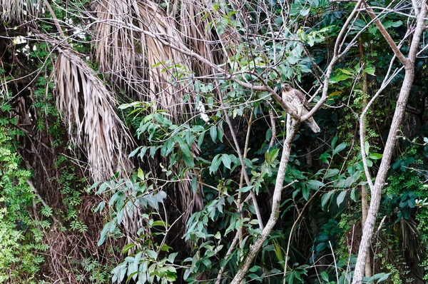 Falcão-de-ombros-vermelhos - Buteo lineatus — Fotografia de Stock