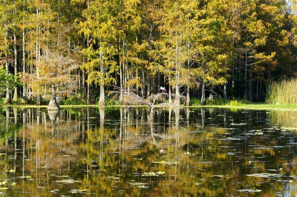 Höst i Florida träsk — Stockfoto