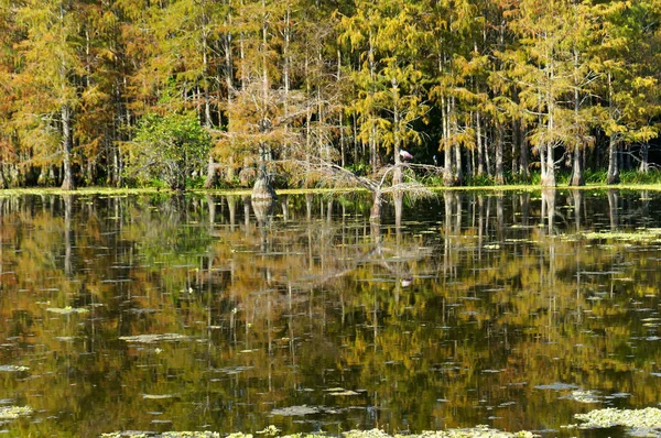 Outono no pântano Florida — Fotografia de Stock