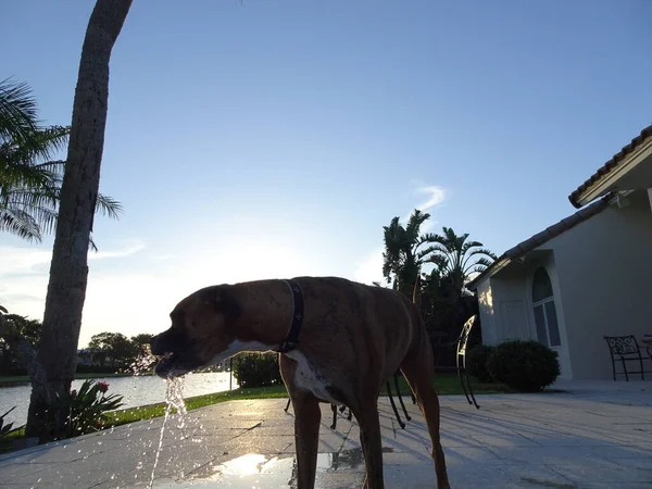 Hund trinkt bei Sonnenuntergang in Florida — Stockfoto