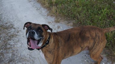 Köpek bir tarlada oyun oynar.