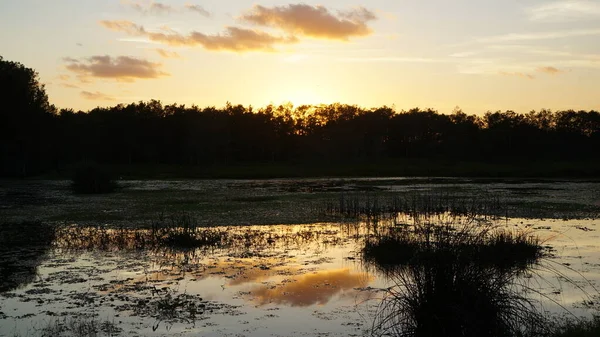 Pôr do sol do pântano da Louisiana e silhuetas — Fotografia de Stock