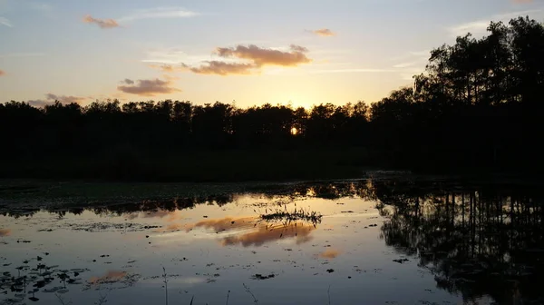 Pôr do sol do pântano da Louisiana e silhuetas — Fotografia de Stock