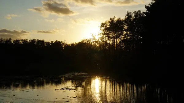 Zachód słońca i sylwetki bagien Luizjany — Zdjęcie stockowe