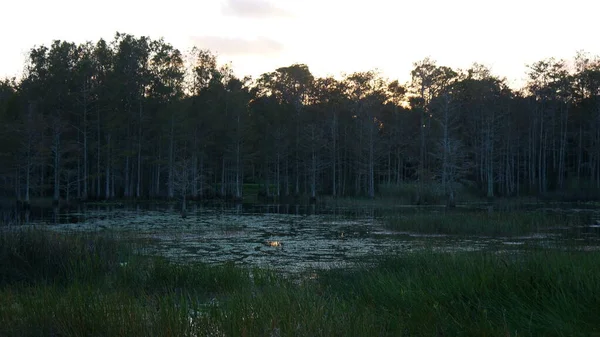 Luisiana pantano puesta de sol y siluetas —  Fotos de Stock
