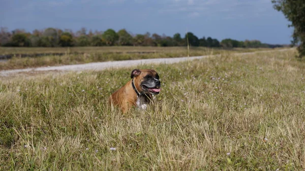Cão joga buscar em um campo — Fotografia de Stock