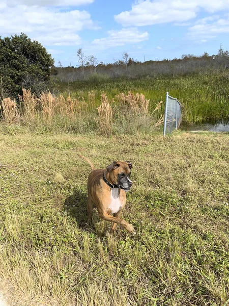 Собака грає в полях — стокове фото