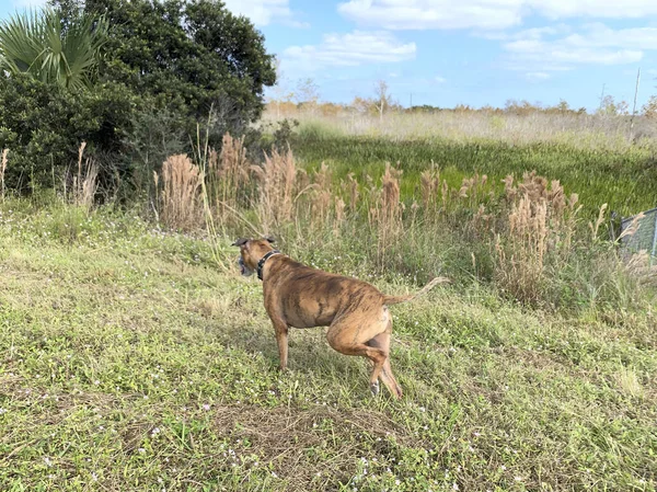 Hund spielt auf einem Feld — Stockfoto