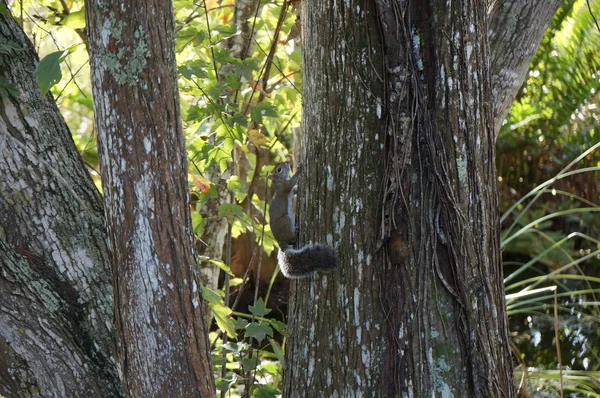Wiewiórka na ziemi z opadającymi liśćmi wokół — Zdjęcie stockowe