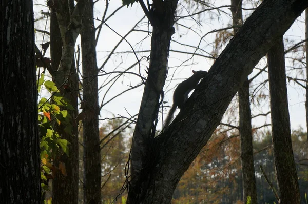 Ekorre på marken med fallande löv runt — Stockfoto