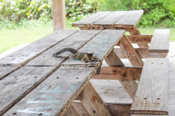 Eichhörnchen bettelt im Park um Leckereien — Stockfoto