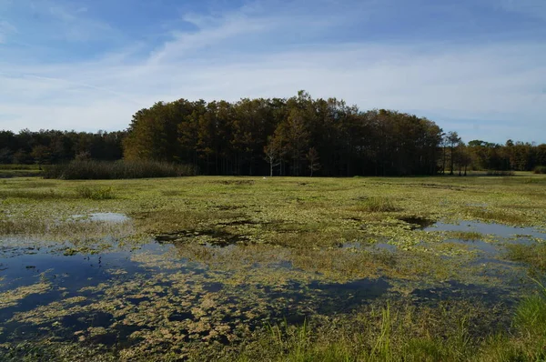 路易斯安那州秋天的沼泽地景观 — 图库照片