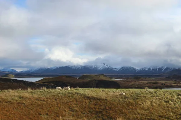 Овцы пасутся на поле в Исландии — стоковое фото