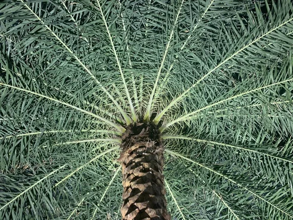Muster einer Palme von unten — Stockfoto