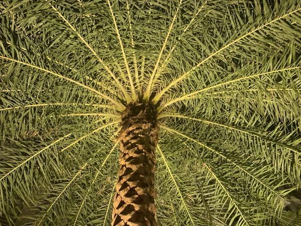 Pattern of a palm tree from below — Stock Photo, Image